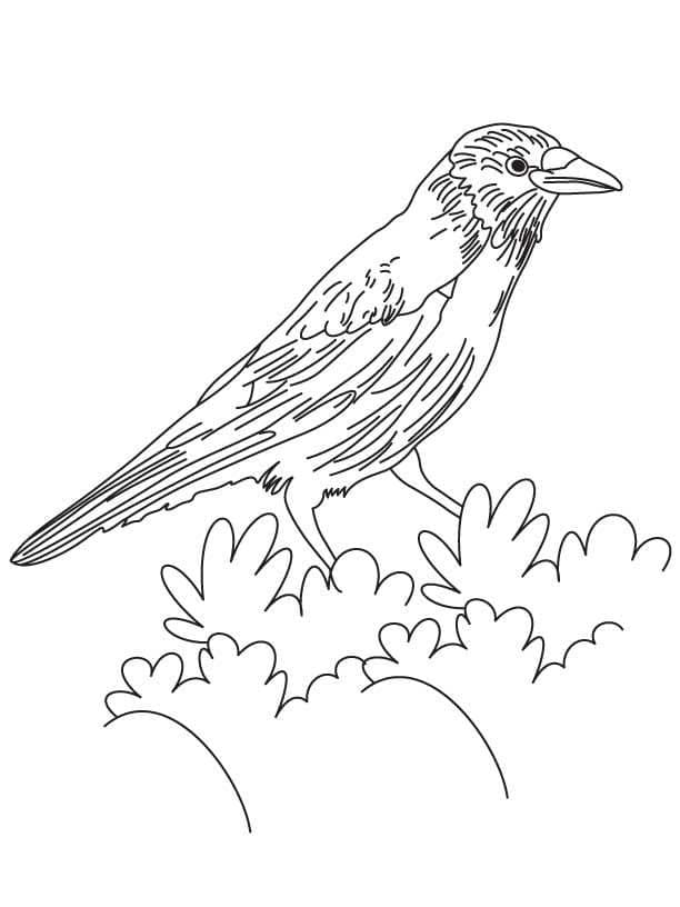 Free printable Raven coloring page #209002 from Animals collection