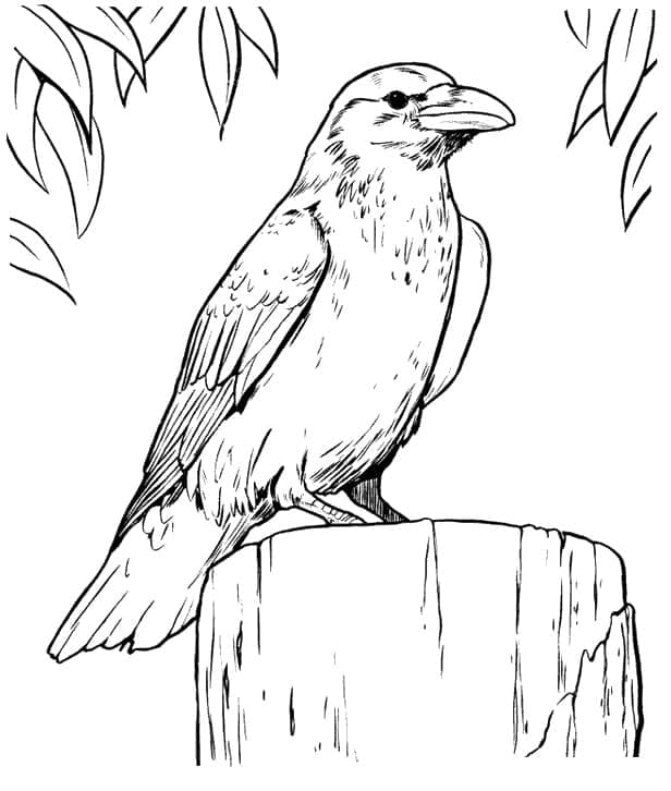 Free printable Raven coloring page #209008 from Animals collection Free printable Raven coloring page #209008 from Animals collection