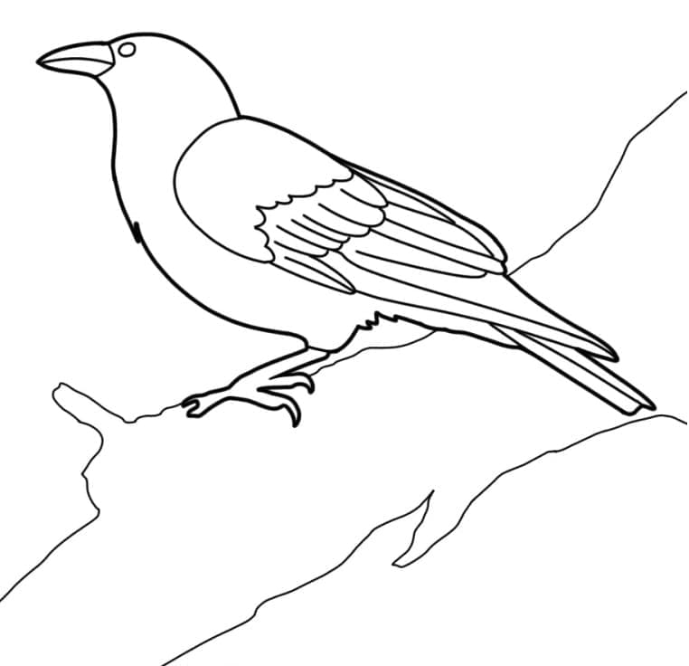 Free printable Raven coloring page #209012 from Animals collection