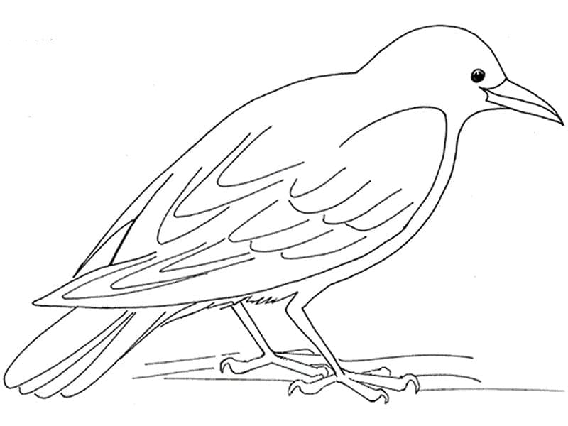 Free printable Raven coloring page #209013 from Animals collection