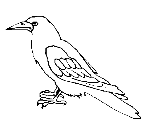 Drawings Raven (Animals) – Printable coloring pages