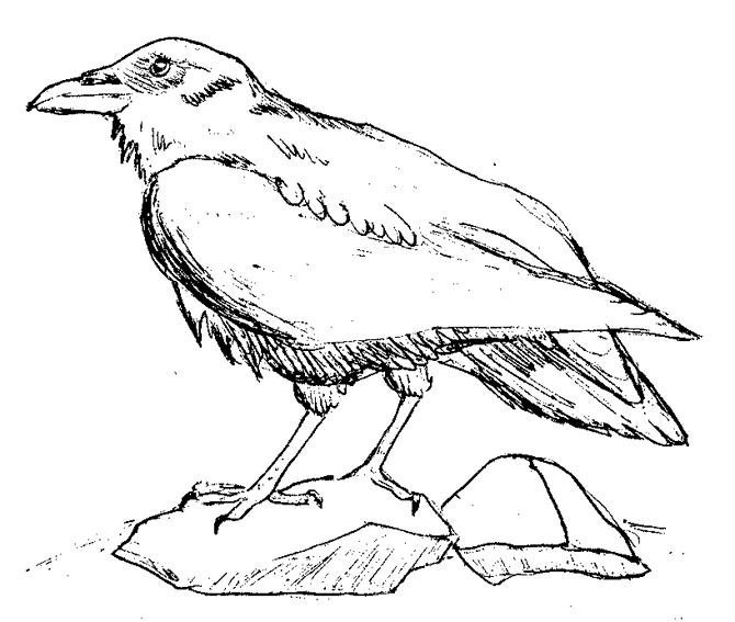 Coloring page: Raven (Animals) #4284 - Free Printable Coloring Pages