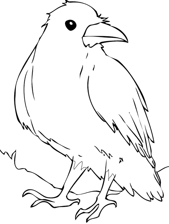 Drawings Raven (Animals) – Printable coloring pages