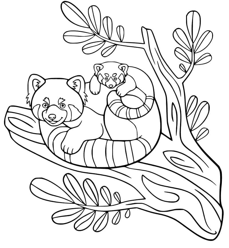 Free printable Red Panda coloring page #212047 from Animals collection Free printable Red Panda coloring page #212047 from Animals collection