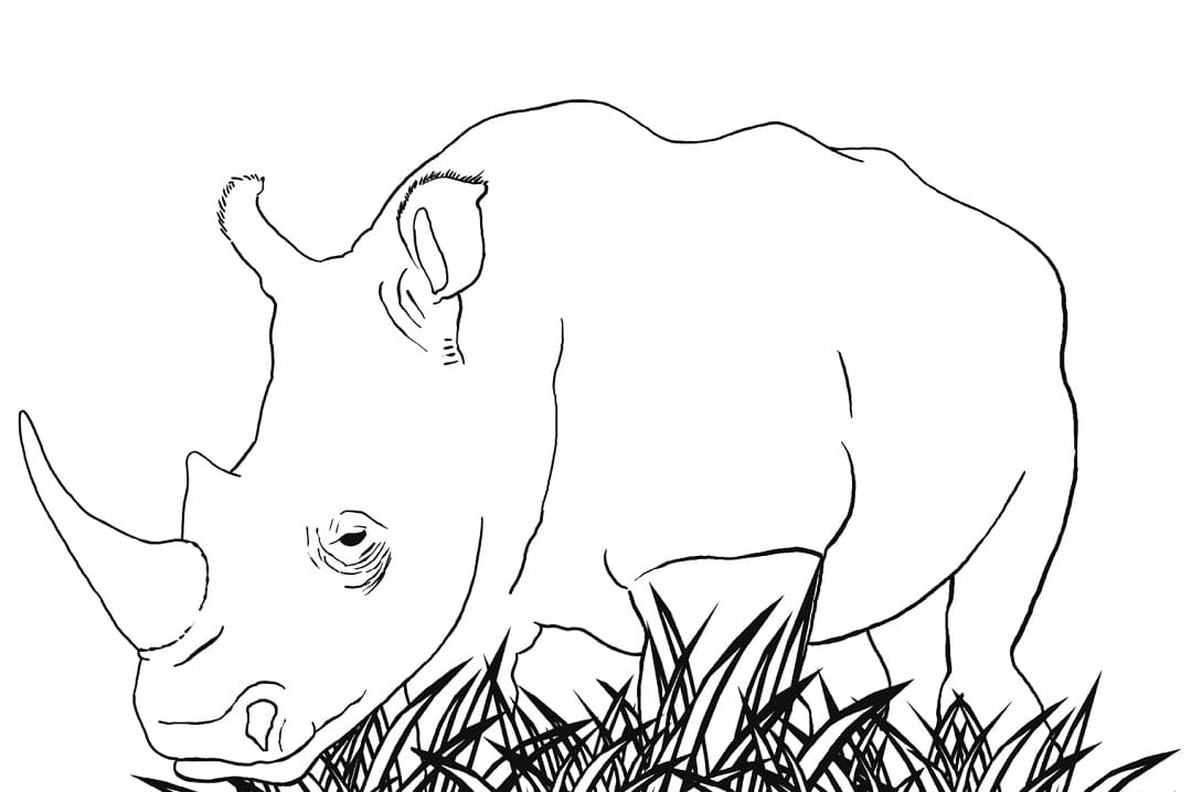 Free printable Rhinoceros coloring page #206663 from Animals collection