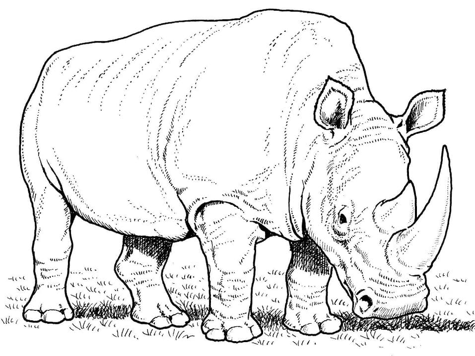 Free printable Rhinoceros coloring page #206669 from Animals collection