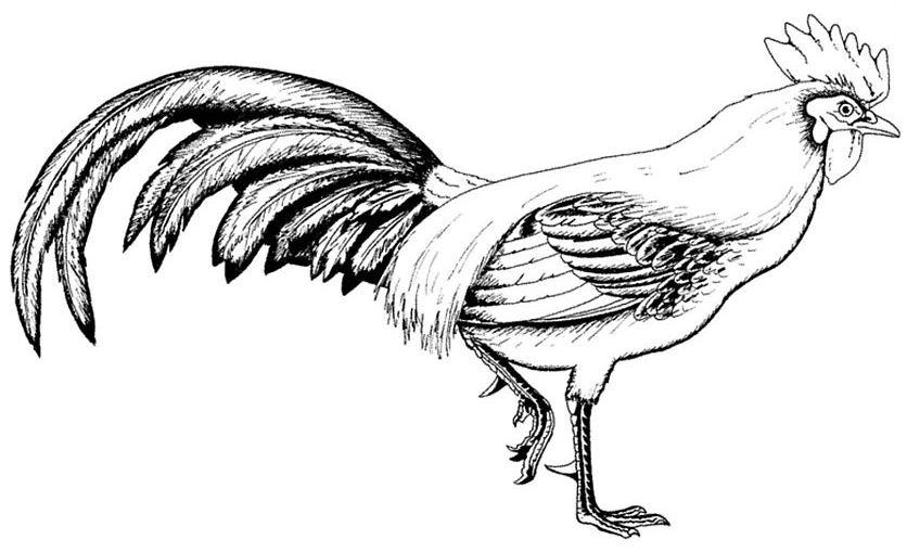Coloring page: Rooster (Animals) #4099 - Free Printable Coloring Pages