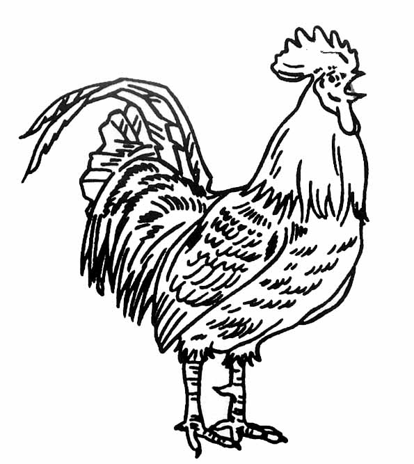 Coloring page: Rooster (Animals) #4104 - Free Printable Coloring Pages