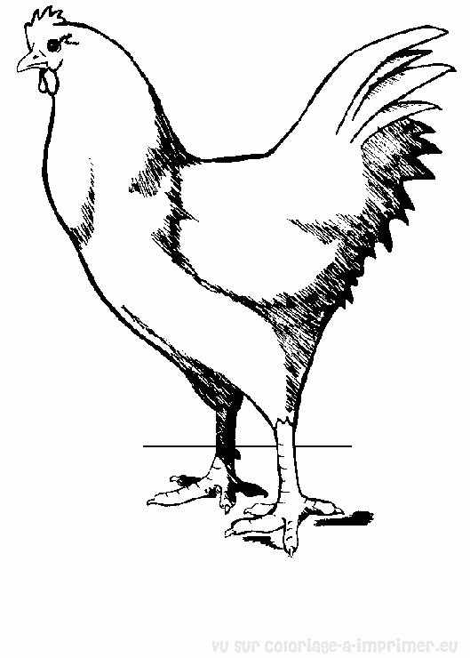 Coloring page: Rooster (Animals) #4185 - Free Printable Coloring Pages
