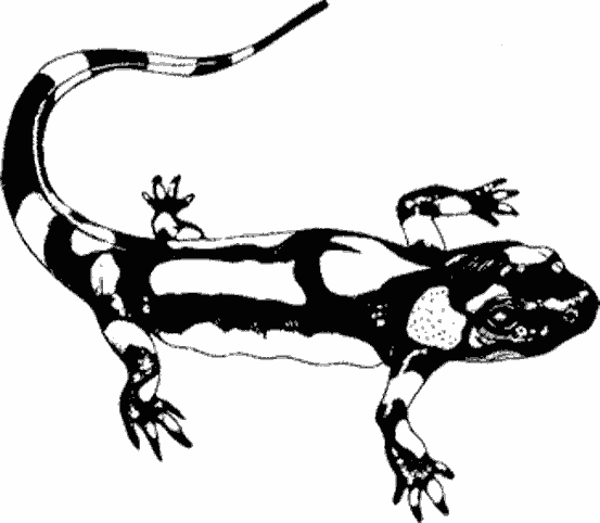 Coloring page: Salamander (Animals) #19889 - Free Printable Coloring Pages