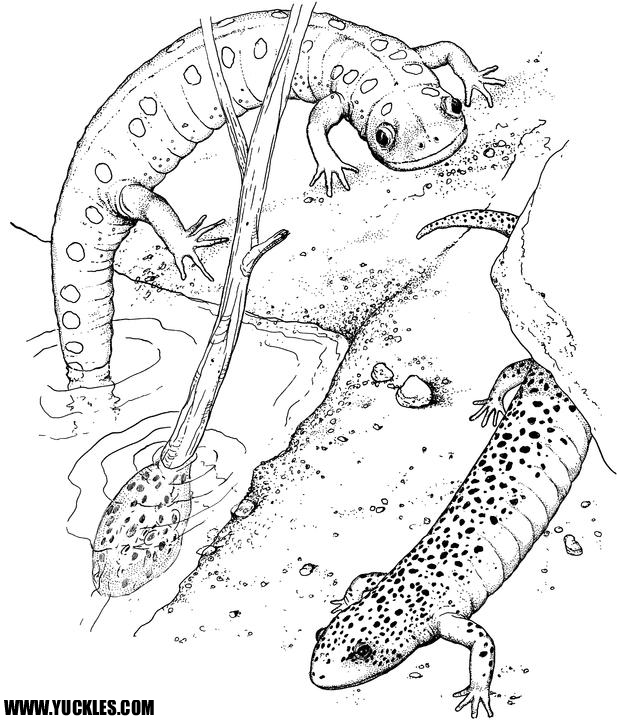 Coloring page: Salamander (Animals) #19890 - Free Printable Coloring Pages