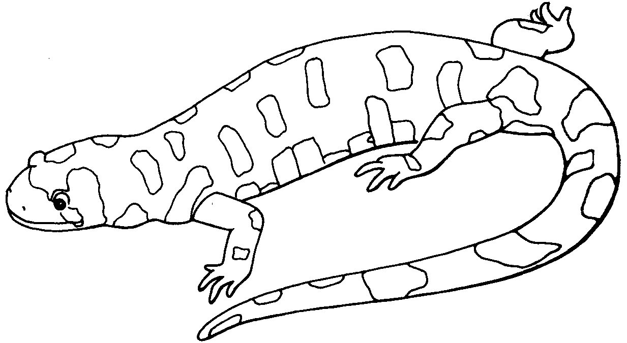 Coloring page: Salamander (Animals) #19902 - Free Printable Coloring Pages