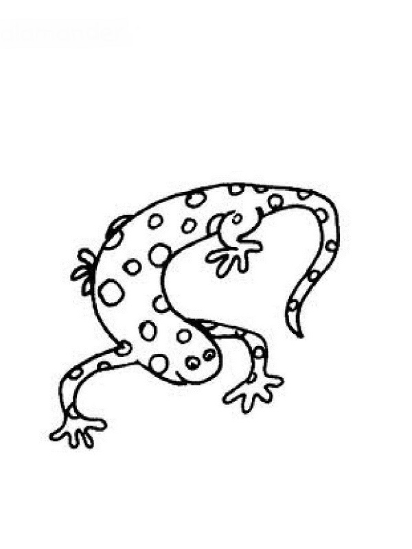 Coloring page: Salamander (Animals) #19905 - Free Printable Coloring Pages