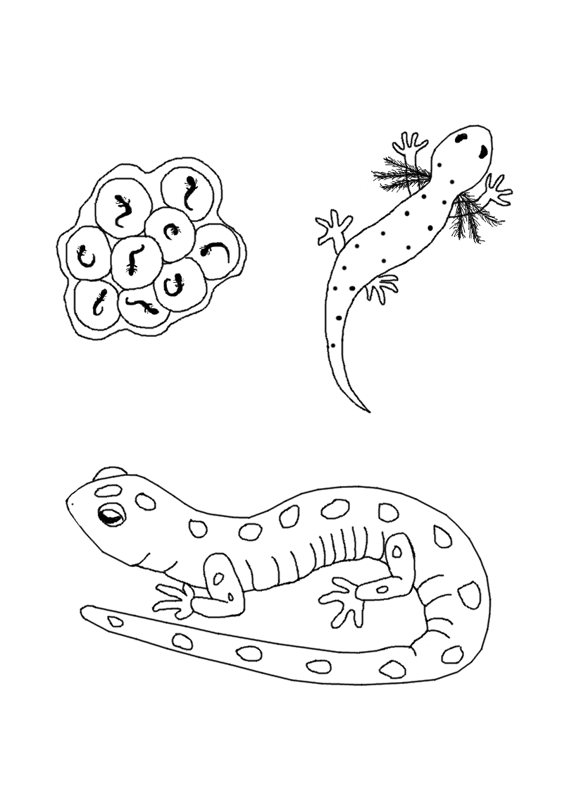 Coloring page: Salamander (Animals) #19933 - Free Printable Coloring Pages