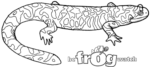 Coloring page: Salamander (Animals) #19956 - Free Printable Coloring Pages