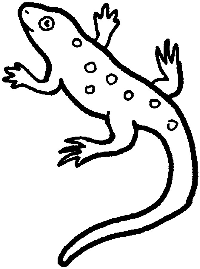 Coloring page: Salamander (Animals) #19975 - Free Printable Coloring Pages