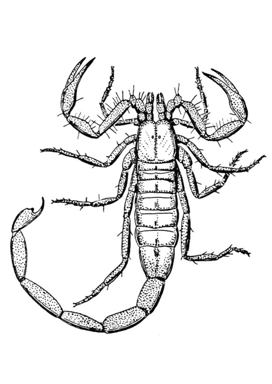 Coloring page: Scorpio (Animals) #14543 - Free Printable Coloring Pages