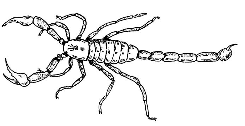 Coloring page: Scorpio (Animals) #14544 - Free Printable Coloring Pages