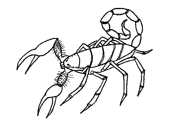 Coloring page: Scorpio (Animals) #14574 - Free Printable Coloring Pages