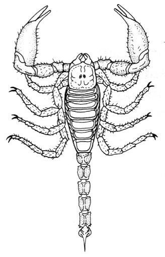 Coloring page: Scorpio (Animals) #14590 - Free Printable Coloring Pages
