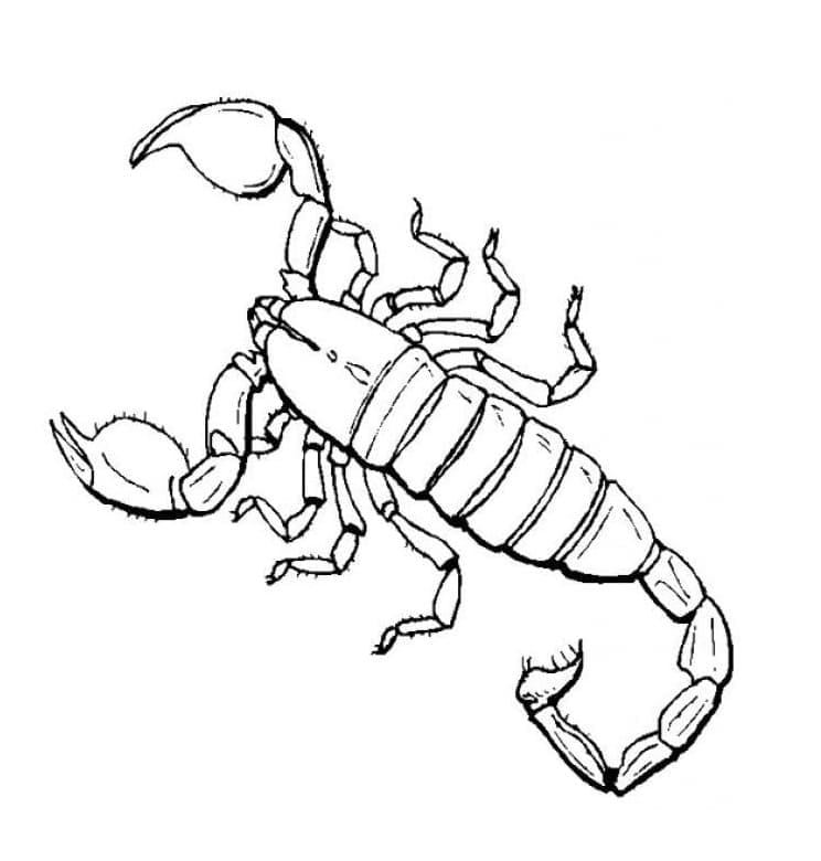 Free printable Scorpio coloring page #209590 from Animals collection