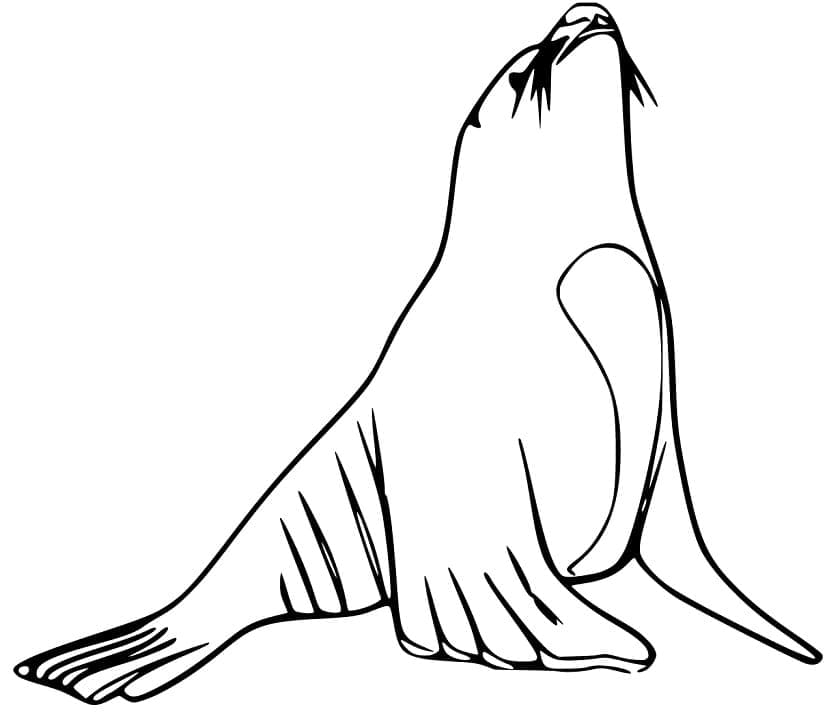 Free printable Sea Lion coloring page #192540 from Animals collection Free printable Sea Lion coloring page #192540 from Animals collection