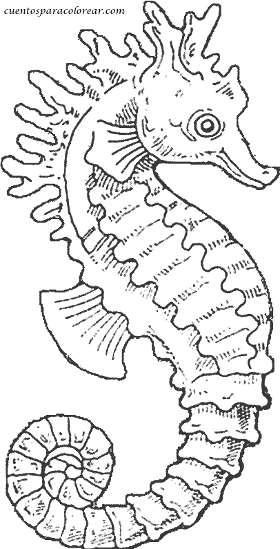 Coloring page: Seahorse (Animals) #18611 - Free Printable Coloring Pages
