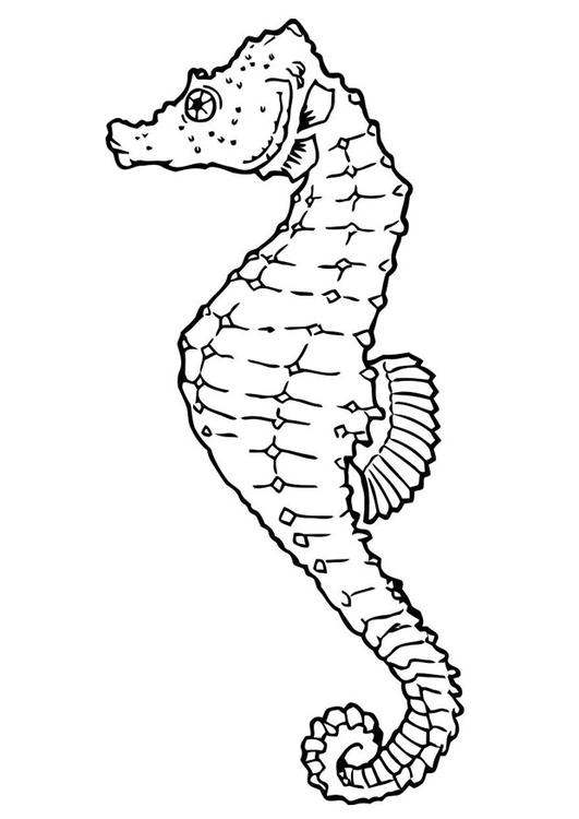 Coloring page: Seahorse (Animals) #18615 - Free Printable Coloring Pages