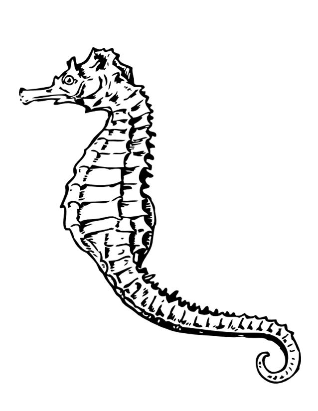 Coloring page: Seahorse (Animals) #18636 - Free Printable Coloring Pages