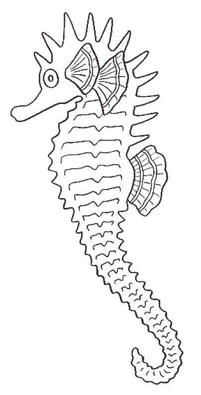 Coloring page: Seahorse (Animals) #18648 - Free Printable Coloring Pages