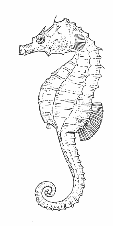 Coloring page: Seahorse (Animals) #18672 - Free Printable Coloring Pages