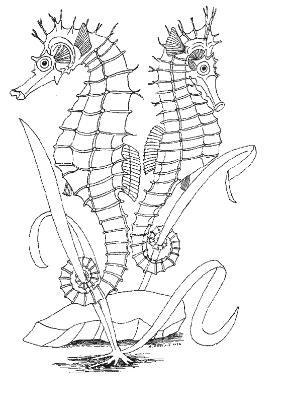 Coloring page: Seahorse (Animals) #18680 - Free Printable Coloring Pages