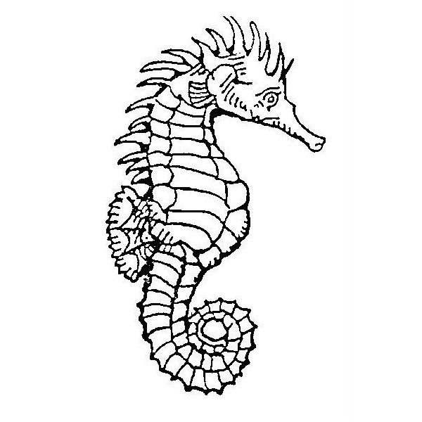 Coloring page: Seahorse (Animals) #18715 - Free Printable Coloring Pages