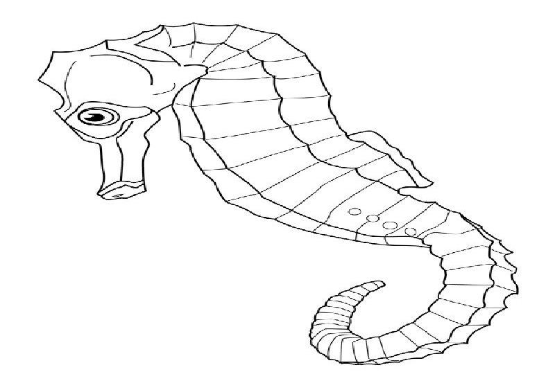 Coloring page: Seahorse (Animals) #18728 - Free Printable Coloring Pages