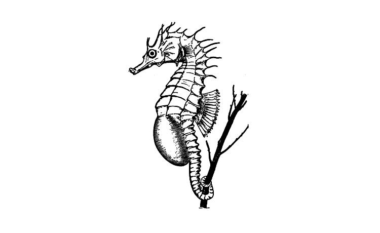 Coloring page: Seahorse (Animals) #18745 - Free Printable Coloring Pages