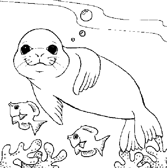 Coloring page: Seal (Animals) #16264 - Free Printable Coloring Pages