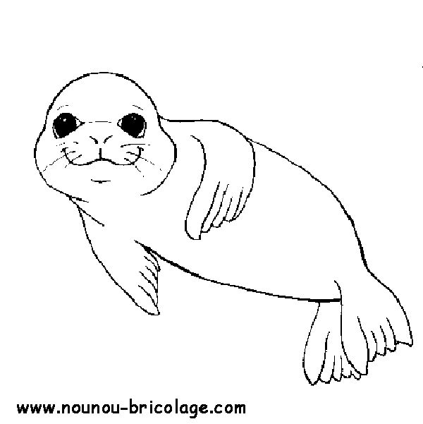 Coloring page: Seal (Animals) #16270 - Free Printable Coloring Pages