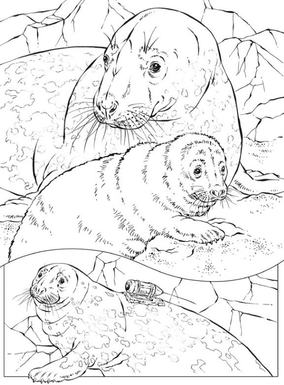 Coloring page: Seal (Animals) #16275 - Free Printable Coloring Pages