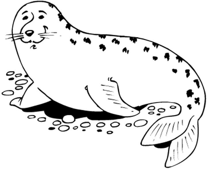 Coloring page: Seal (Animals) #16279 - Free Printable Coloring Pages