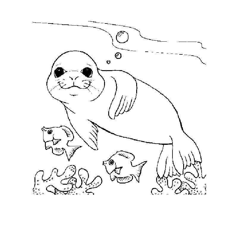 Coloring page: Seal (Animals) #16287 - Free Printable Coloring Pages