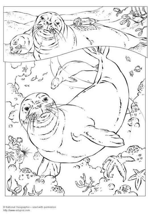 Coloring page: Seal (Animals) #16291 - Free Printable Coloring Pages