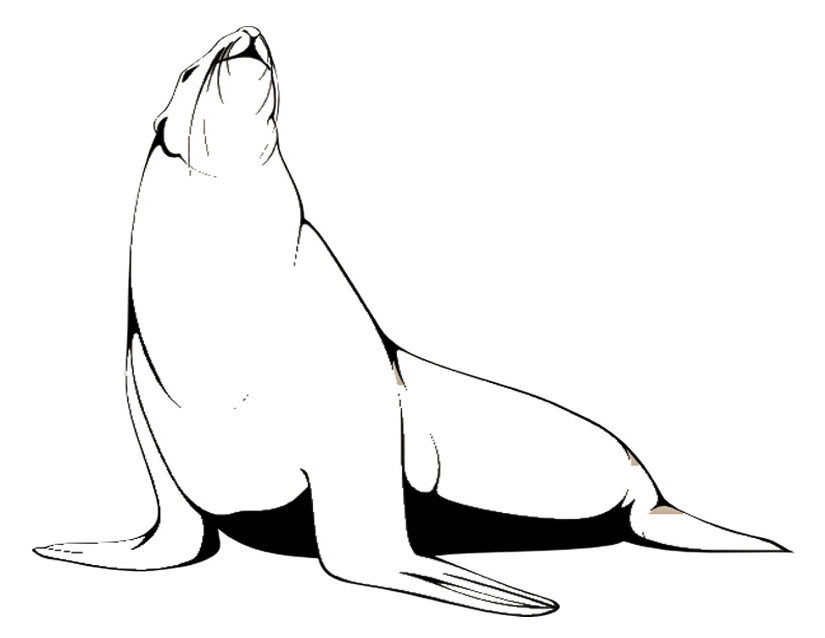 Coloring page: Seal (Animals) #16292 - Free Printable Coloring Pages