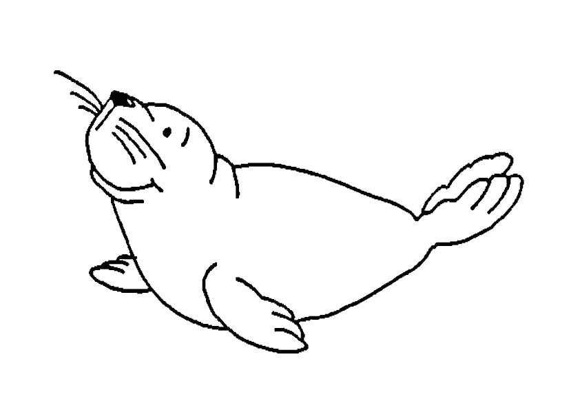 Coloring page: Seal (Animals) #16296 - Free Printable Coloring Pages