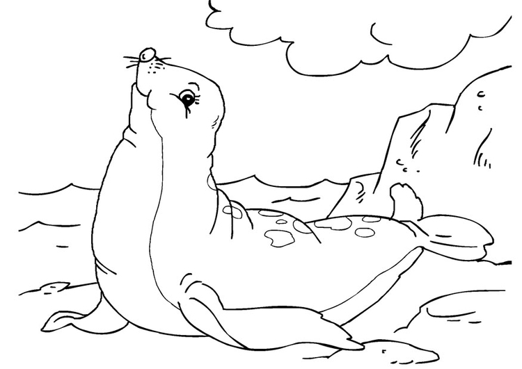Coloring page: Seal (Animals) #16301 - Free Printable Coloring Pages