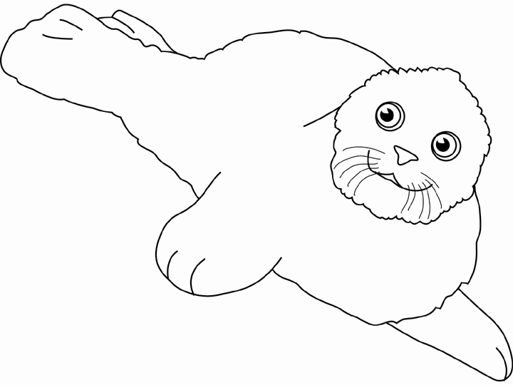 Coloring page: Seal (Animals) #16302 - Free Printable Coloring Pages