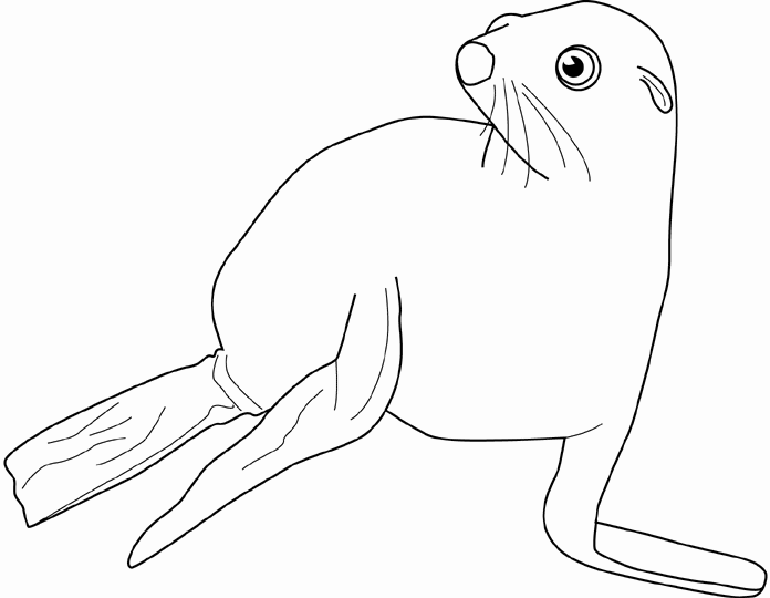 Coloring page: Seal (Animals) #16303 - Free Printable Coloring Pages