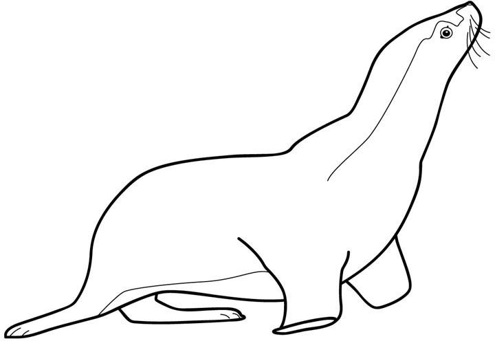 Coloring page: Seal (Animals) #16305 - Free Printable Coloring Pages