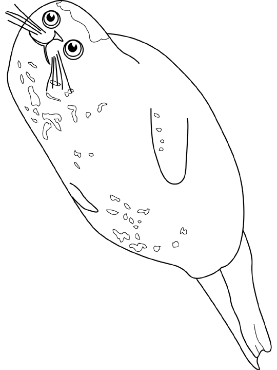 Coloring page: Seal (Animals) #16307 - Free Printable Coloring Pages