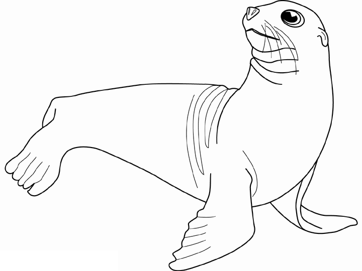 Coloring page: Seal (Animals) #16314 - Free Printable Coloring Pages