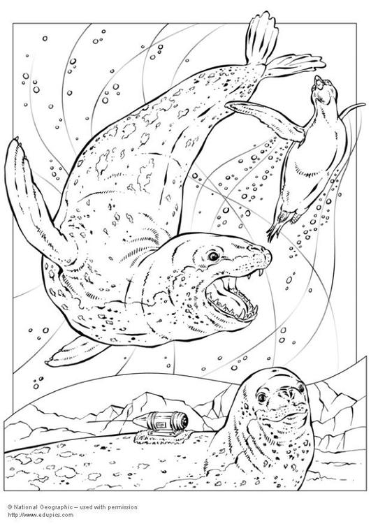 Coloring page: Seal (Animals) #16316 - Free Printable Coloring Pages